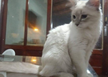 Confira todos os detalhes do primeiro caso de gato com Covid-19 no Brasil